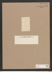Diatomeae indet. (de-Toni-Nr.: Genus 574) Zeichnungen Sammlung Grunow Nr. 1453 (NHMW-BOT-W0368449)